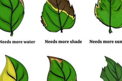A cool guide to understand the language of plants